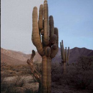 envijon Vintage Photo Pack – Gói Preset và Lớp Phủ Phim – Tinh Hoa Cổ Điển Cho Ống Kính Hiện Đại (xmp/acr, png, jpg) G34L84 14 nencyha.com envijon vintage photo pack 6