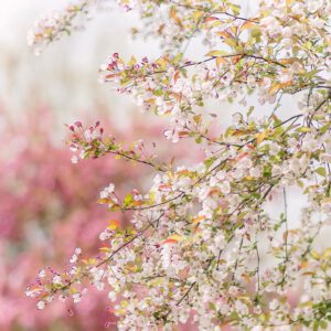 nencyha.com light and airy presets 1