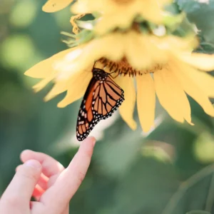 nencyha.com the archetype process the green pack ii 2024 2