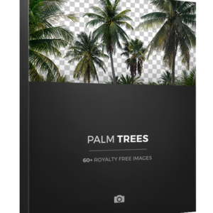 PALM TREES (png)