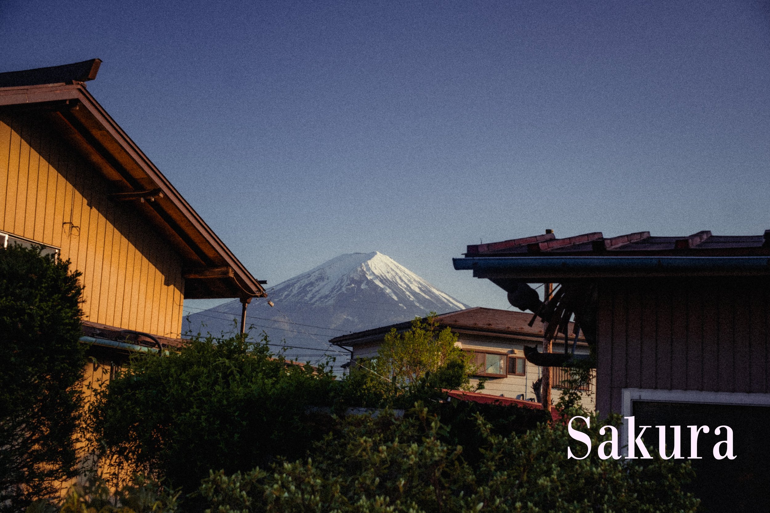 CineFilm - Cinematic Presets – Gói Preset Mang Phong Cách Phim Điện Ảnh Bắt Mắt (xmp/acr, dng) B44M59 6 Sakura