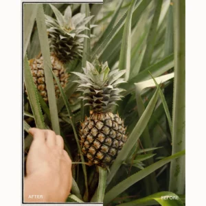 envijon - Modern Classic Collection – Gói Film Borders và Lightroom Presets – Bảng màu pastel và tông màu trầm tạo nên vẻ đẹp vượt thời gian (xmp/acr, png) P42B87 17 envijon modern classic collection nencyha.com 11