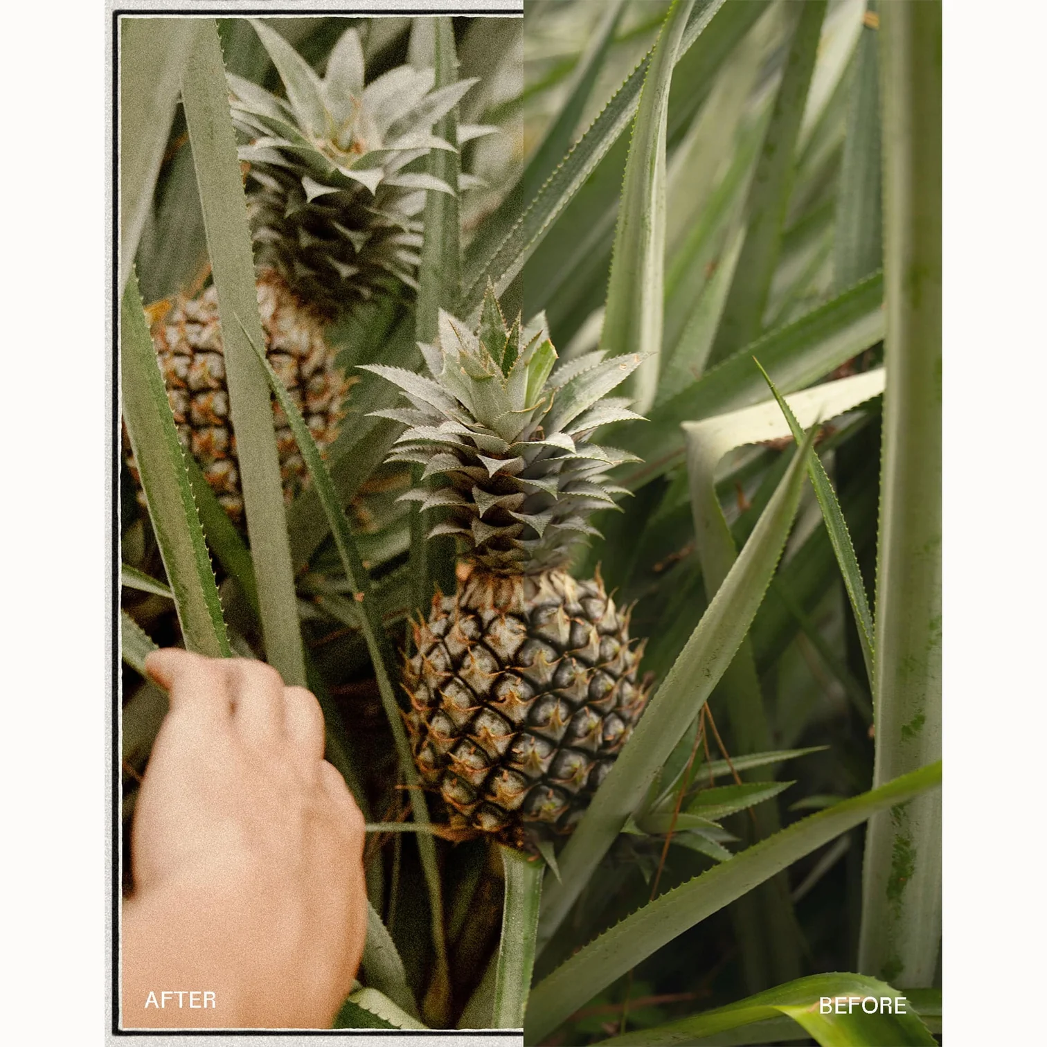 envijon - Modern Classic Collection – Gói Film Borders và Lightroom Presets – Bảng màu pastel và tông màu trầm tạo nên vẻ đẹp vượt thời gian (xmp/acr, png) P42B87 8 envijon modern classic collection nencyha.com 11