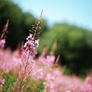 nencyha.com gold 200 advanced for capture one 9