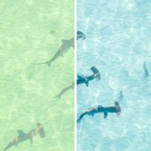 Jaxon Roberts - Coastal Blues Preset Pack – Gói preset 15 preset thiết kế riêng cho nhiếp ảnh đại dương - du lịch và bãi biển (xmp/acr, dng) T40H95 14 nencyha.com jaxon roberts coastal blues preset pack 7