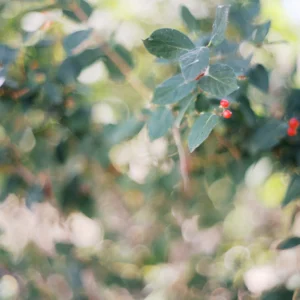 profiles the archetype process the green pack iii goi presets mo phong phim fujifilm hoan hao 2