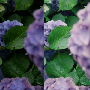 Bộ Preset và LUTs Kodak 5219 Phong Cách Film Nhật Bản 2025 (xmp/acr, cube) C73V06 7 bo preset va luts kodak 5219 phong cach phim dien anh nhat ban 2025 3