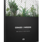 PhotoBash - Grass And Weeds – Bộ sưu tập các loại cây ven đường và cỏ dại (png) P69C47