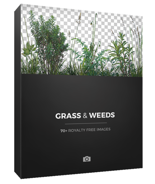 PhotoBash - Grass And Weeds – Bộ sưu tập các loại cây ven đường và cỏ dại (png) P69C47 1 PhotoBash - Grass And Weeds – Bộ sưu tập các loại cây ven đường và cỏ dại (png)