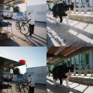 bo suu tap preset film mau xanh tuoi mat danh cho anh chan dung phong canh ngoai troi phong cach trung quoc 2025 3