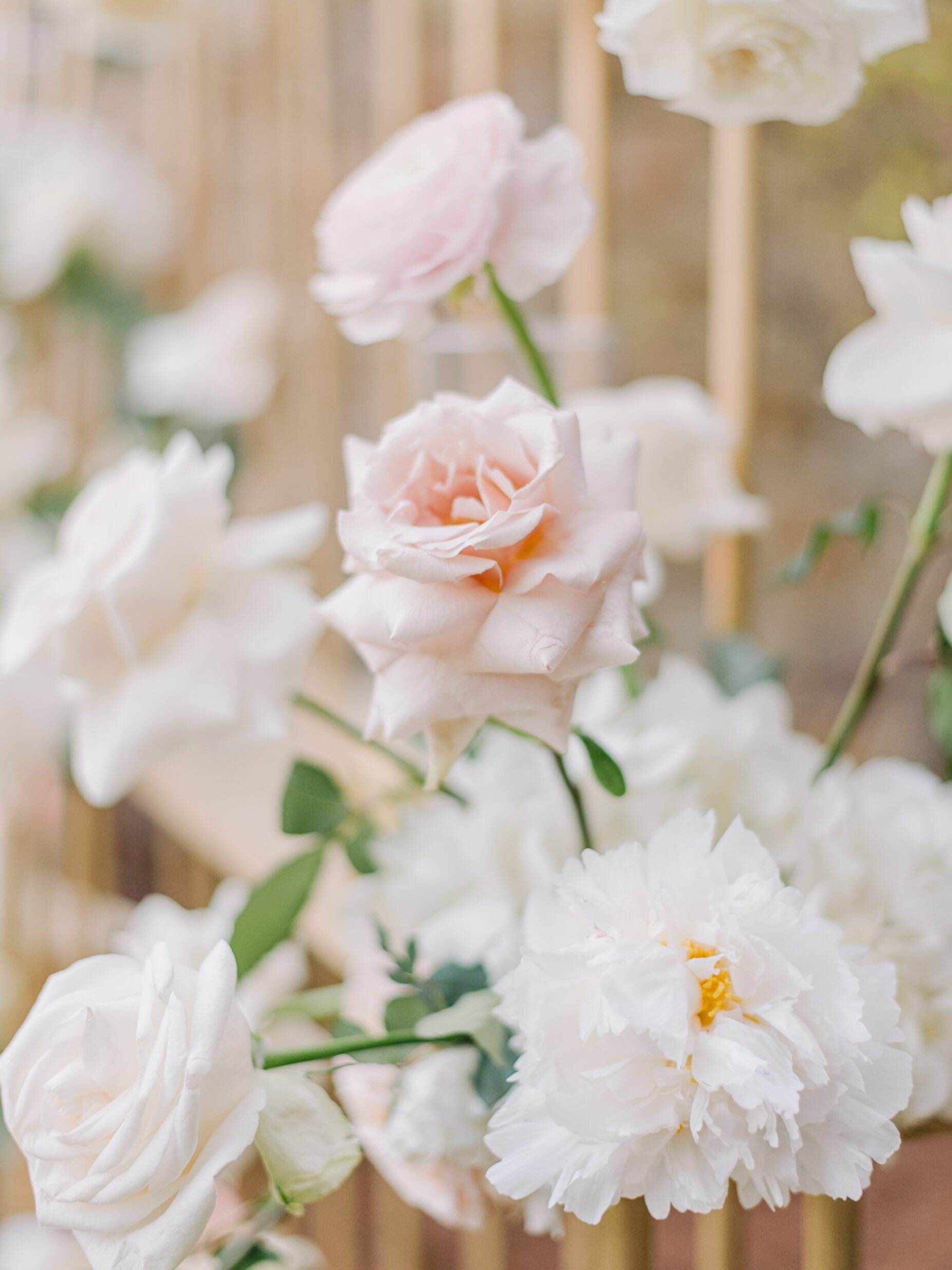 Heirloom Presets - Heirloom One – Bộ sưu tập Preset Màu Film Fine Art Weddings (xmp/acr) S89O08 2 heirloom samples before after 5