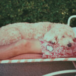 Konica Super XG200 — Bộ sưu tập LUTs Super XG200 phong cách lomography mạnh mẽ hiệu ứng pastel tuyệt đẹp (cube, xmp/acr) R113X33